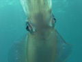   Squid  